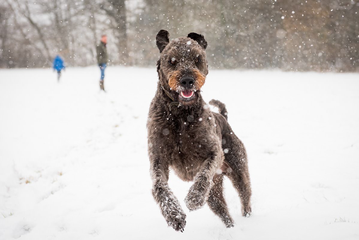 Labradoodle dog jumping in the snow